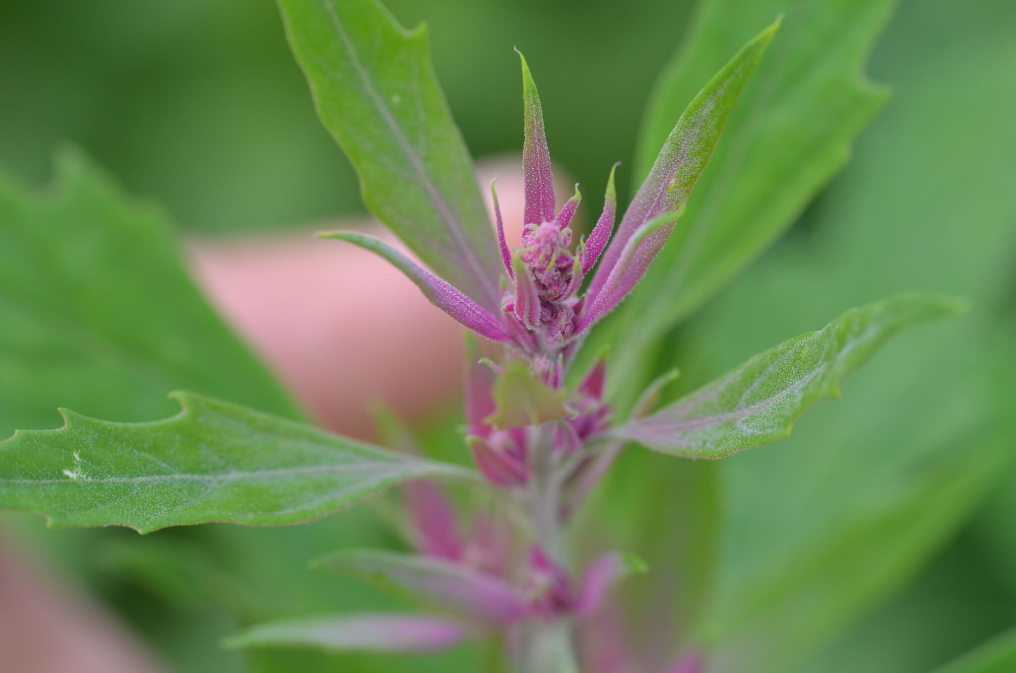 Chenopodium giganteum